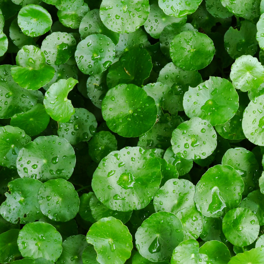 Centella 'Gota Kola'