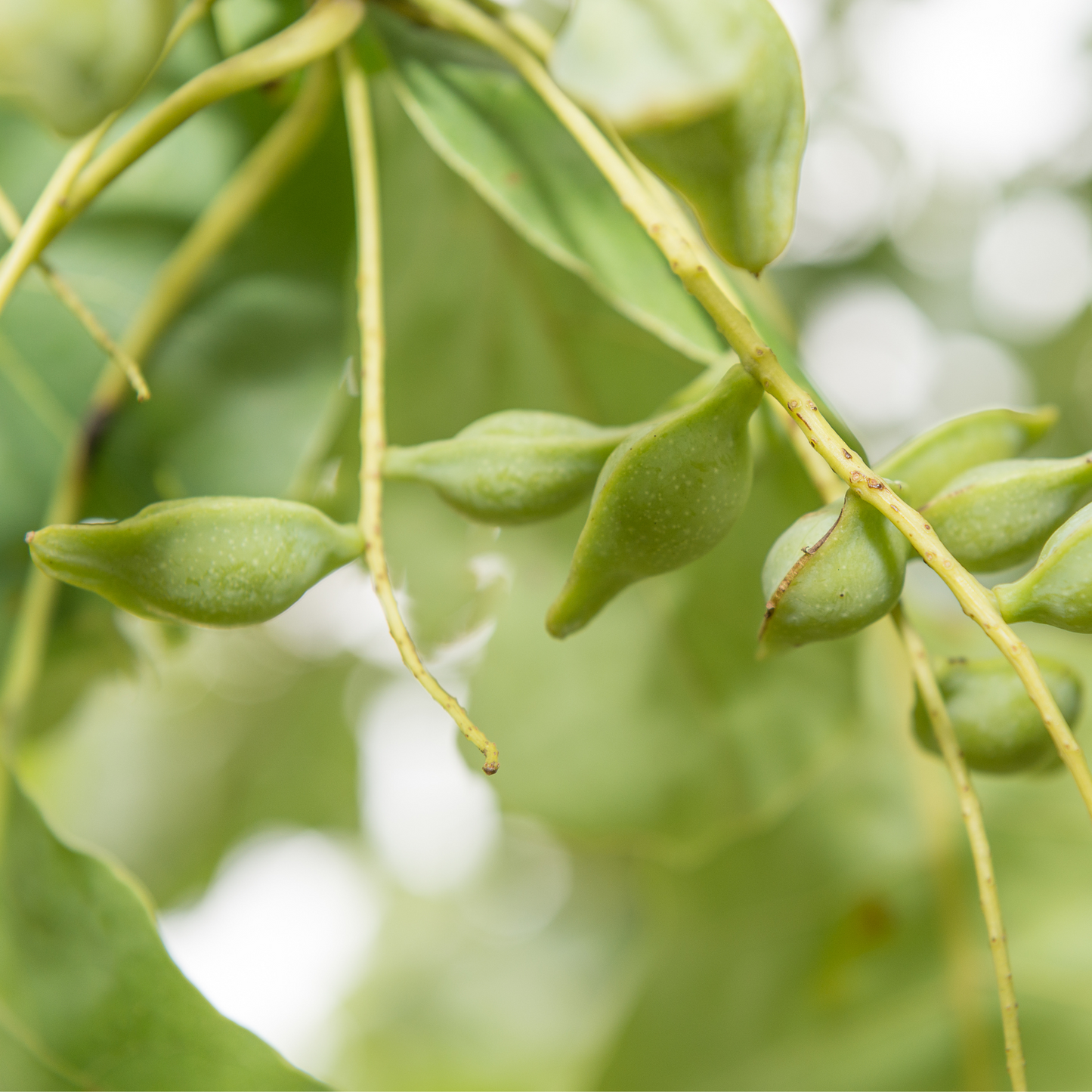 Kakadu Plum