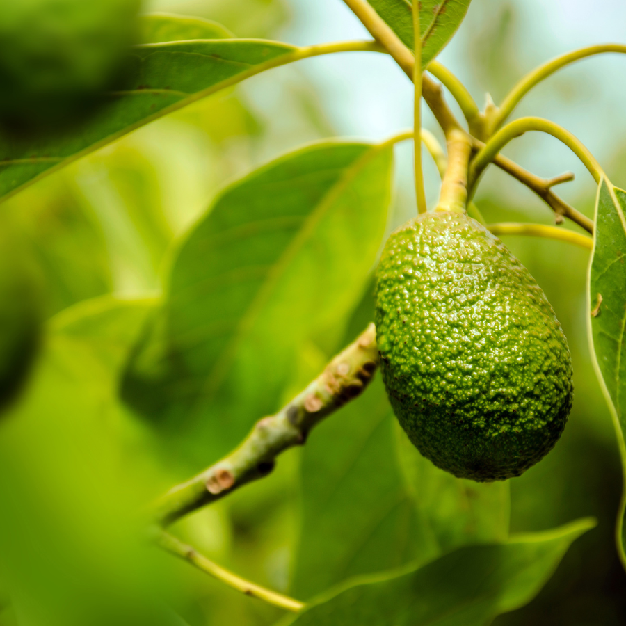 Avocado