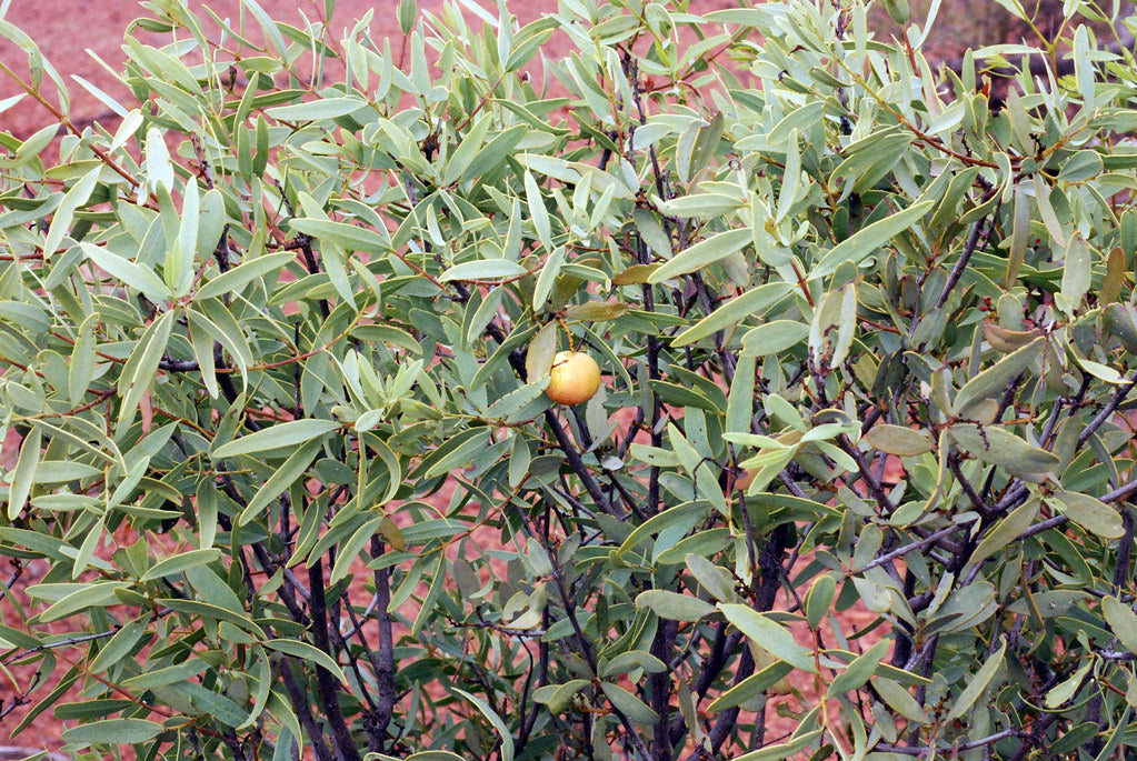 Australian Sandalwood