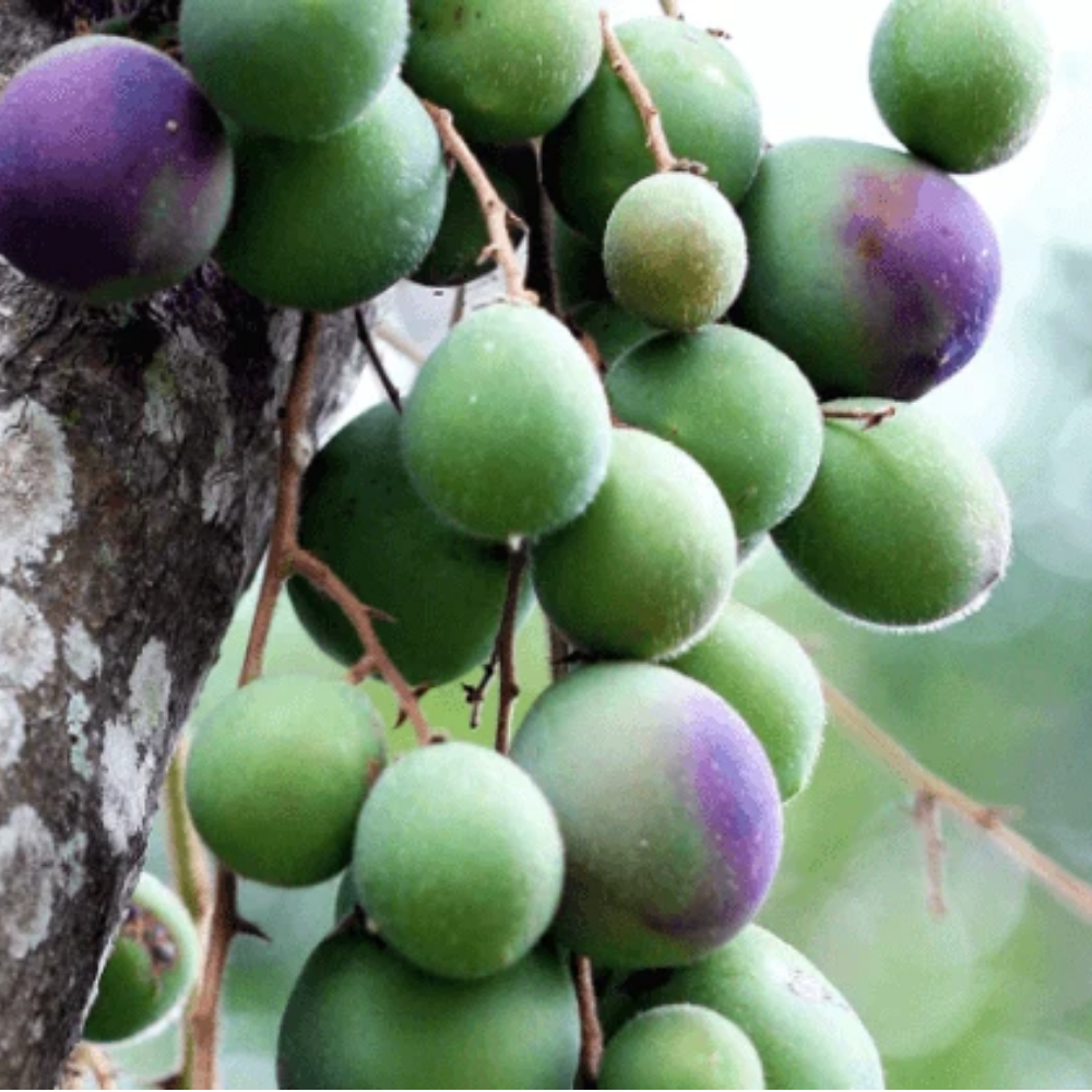 Davidson Plum