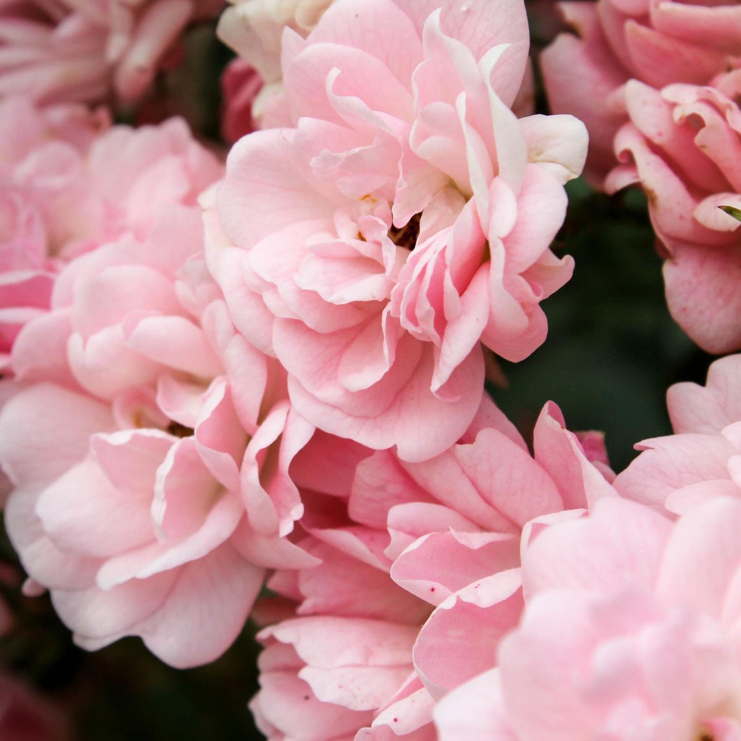 Bulgarian Rose Damascena