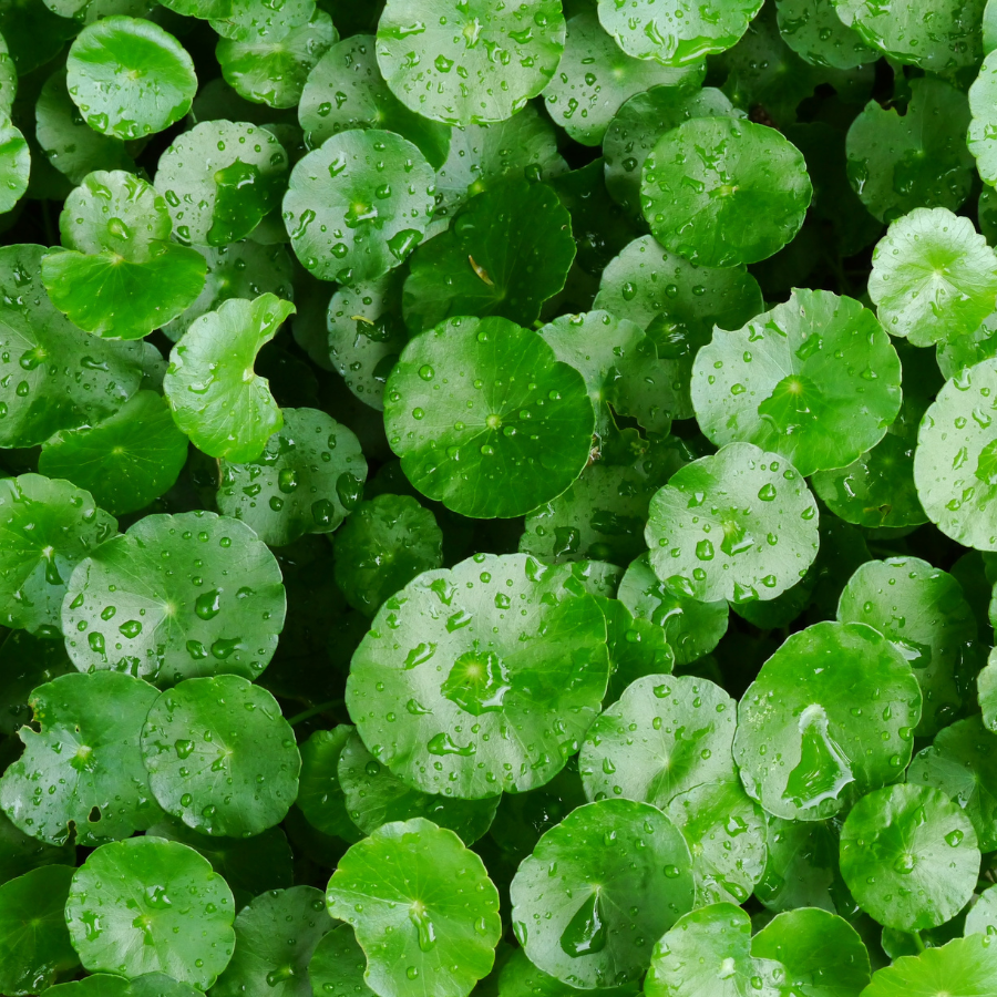 Centella (Gotu Kola)