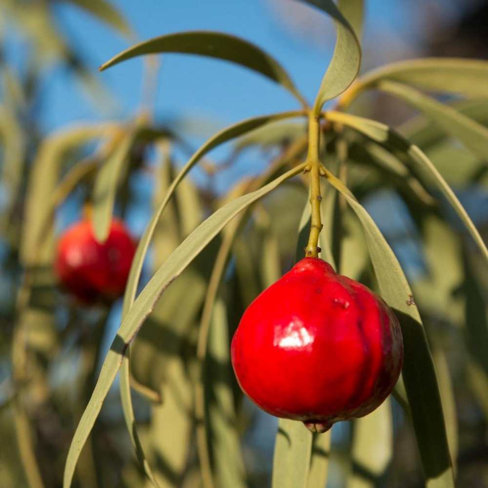 Quandong