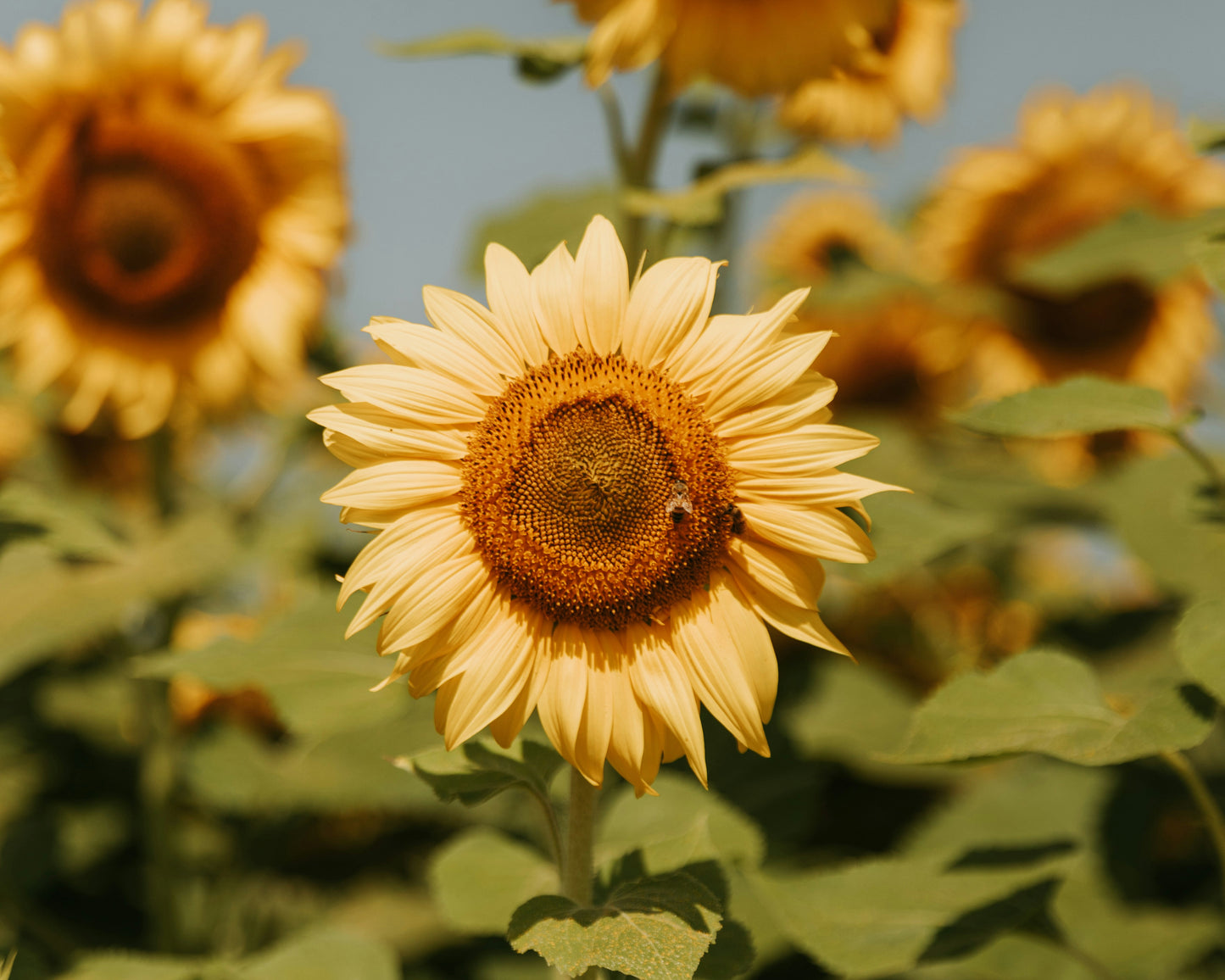 Endometriosis - A Holistic Approach