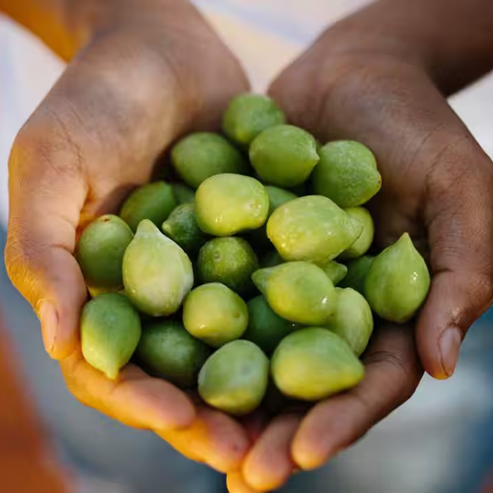 Kakadu Plum