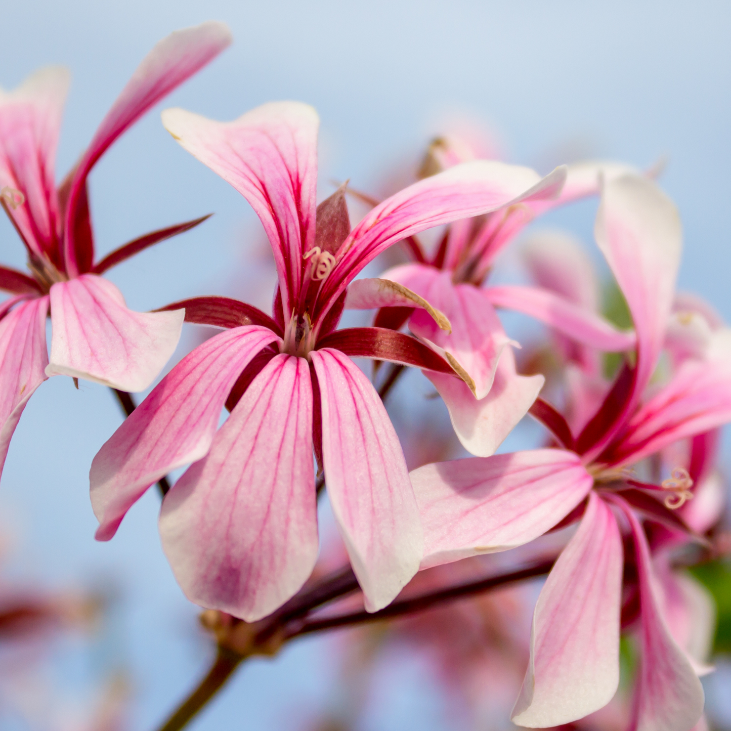 Rose Geranium